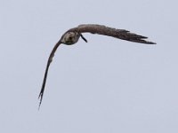 Ger- und Sakerfalke 024
